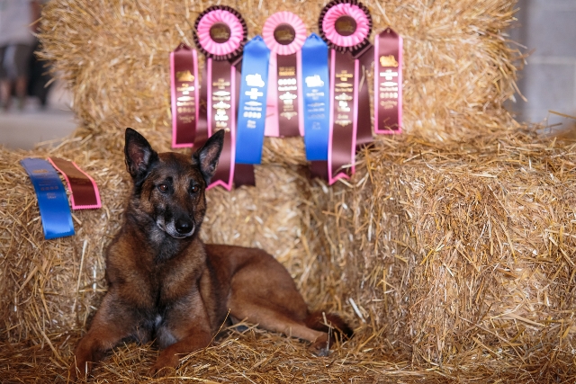 Barn Hunt Senior Title
